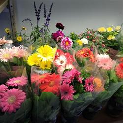 Krishi Indoor Farm Ltd, Edmonton, AB opening hours