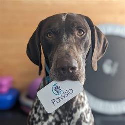 Pawsio Canine Rehab, Moncton, NB opening hours