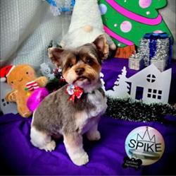 Spike Dog and Cat Grooming, Moose Jaw, SK opening hours