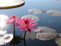 Water Lily Day Spa and Nails, Clearwater, BC opening hours
