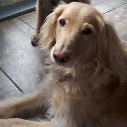 Dog Grooming By Kathleen, Winnipeg, MB opening hours