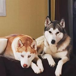 Deerbrook Pet B&B, Belle River, ON opening hours