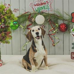 Chinook Winds Canine Resort, Bauline, NL opening hours