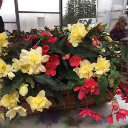 Fenton Greenhouses, Grande Prairie, AB opening hours