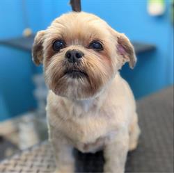 Homestyle Pet Grooming, Red Deer, AB opening hours