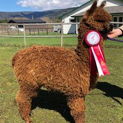 Yellow Star Ranch Alpacas, Lumby, BC opening hours