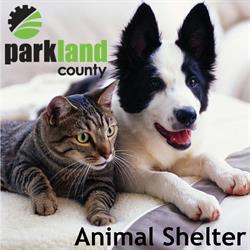 Parkland County Animal Shelter, Stony Plain, AB opening hours