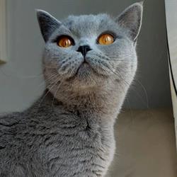 A Royal Britty cattery, Chateauguay, QC opening hours