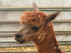TLC Alpaca- Fred and Faye Glauser, Mitchell, ON opening hours