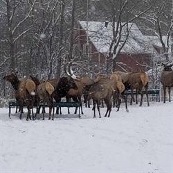 Domaine Muscadine, Bromont, QC opening hours