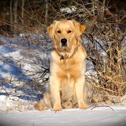 Bruce's Dog Shedz Grooming, Kamloops, BC opening hours