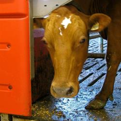 Ferme Ruisseau Clair inc., Normandin, QC opening hours