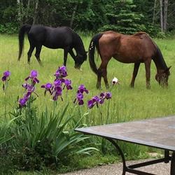 The Log House B&B, Lumby, BC opening hours
