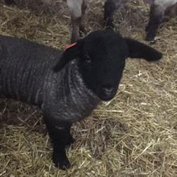 Cedarview Farms, Courtright, ON opening hours