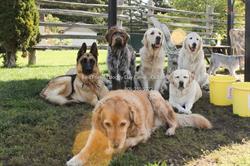 Best Friends Doggy Day Camp, Colborne, ON opening hours