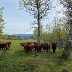 Sunnyside Ranch, Quesnel, BC opening hours