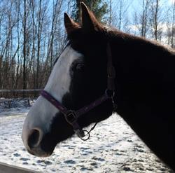 Equitation Dawson, Orford, QC opening hours