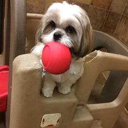 Ottawa PetsHotel, Nepean, ON opening hours