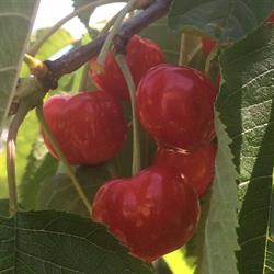 Maw Road Fruit Sales, Armstrong, BC opening hours