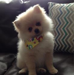 All Breed Dog Grooming, Strathmore, AB opening hours