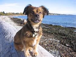 Dragon'z Doggy Daycare, Victoria, BC opening hours