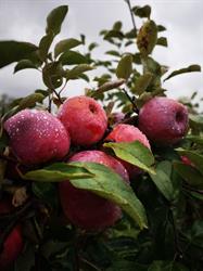 Moon Valley Farms, Elgin, ON opening hours