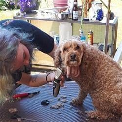 Kenzie's Dog Grooming, Amherstburg, ON opening hours