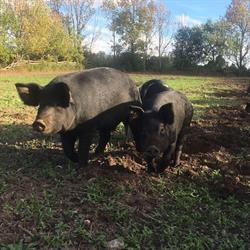 O'Brienview Organic Farm, Cameron, ON opening hours