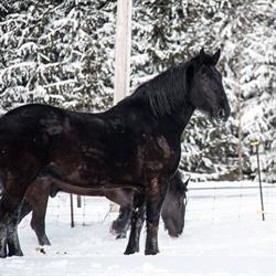 Pana-Len Percherons, Edwards, ON opening hours