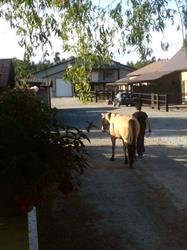 Pinnacle Stables, Surrey, BC opening hours