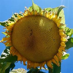 Moon Gravity Farm, Rossland, BC opening hours