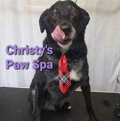 Christy's Paw Spa, Vanderhoof, BC opening hours