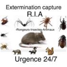 Extermination Capture RIA, Saint-Jérôme, QC opening hours
