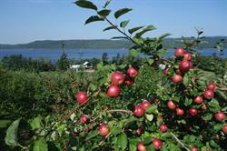 Mackay Apple Orchard, Long Reach, NB opening hours