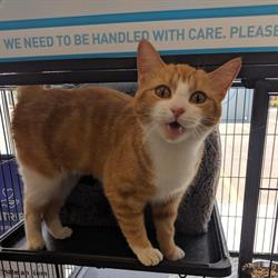 Pet Valu, High River, AB opening hours