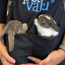 Pet Valu, Meaford, ON opening hours