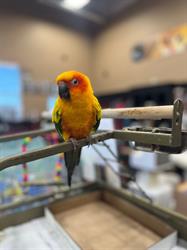Pet Valu, Woodstock, ON opening hours