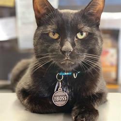 Pet Valu, Brockville, ON opening hours