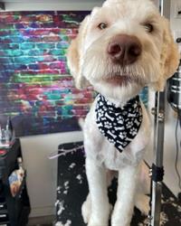 Darci’s Groom Room & Paw Spa, Cobble Hill, BC opening hours