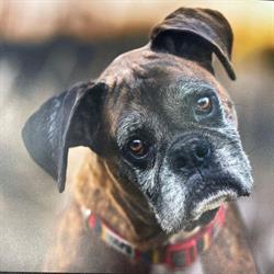 Pet Valu (Riverview, NB), opening hours