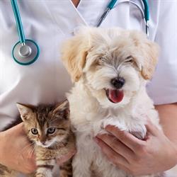 Ripley Animal Hospital, Richmond Hill, ON opening hours