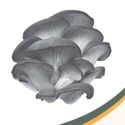 Unionville Mushrooms Farm, Markham, ON opening hours