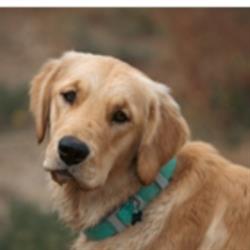 Golden Retriever Kennel BC, New Denver, BC opening hours