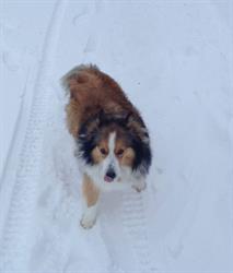 Odermatt Dog Boarding Kennel, Fort St. John, BC opening hours