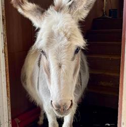 Horse Play - Play With The Herd, Guelph, ON opening hours