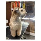 Le Spa Canin - Salon de toilettage, Saint-Lazare, QC opening hours