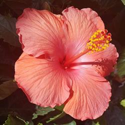 Inspirations Flowers & Gifts, Whitecourt, AB opening hours