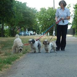 Carol the Dog Walker, Ottawa, ON opening hours
