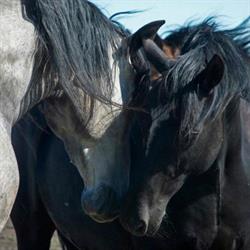 Meadow Lane Equine Clinic Ltd, Surrey, BC opening hours