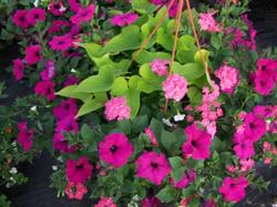 Maxwell Garden Center, opening hours